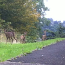 Deer and 2 fawns